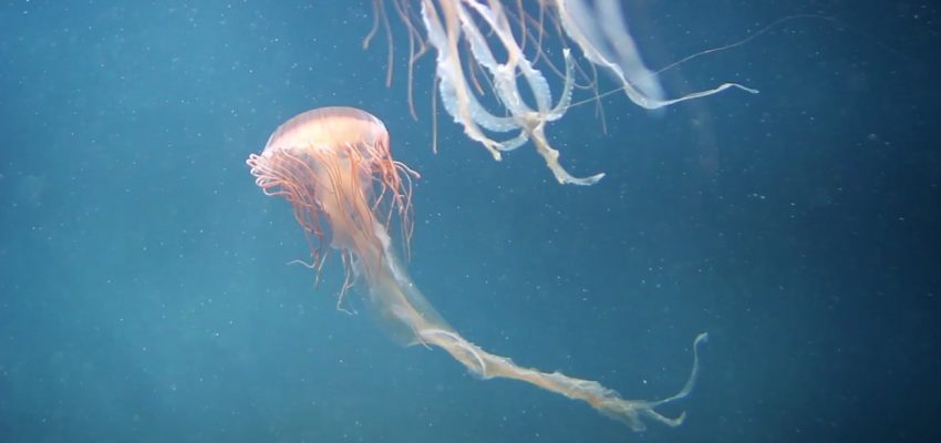 Water wasted manifesto